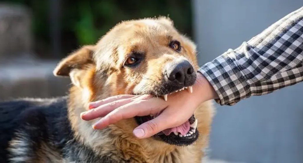 Myths about dog bites and rabies: Why even a scratch should be taken seriously